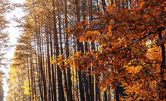 为什么禁绝不管用？请不要去想巧克力冰激凌